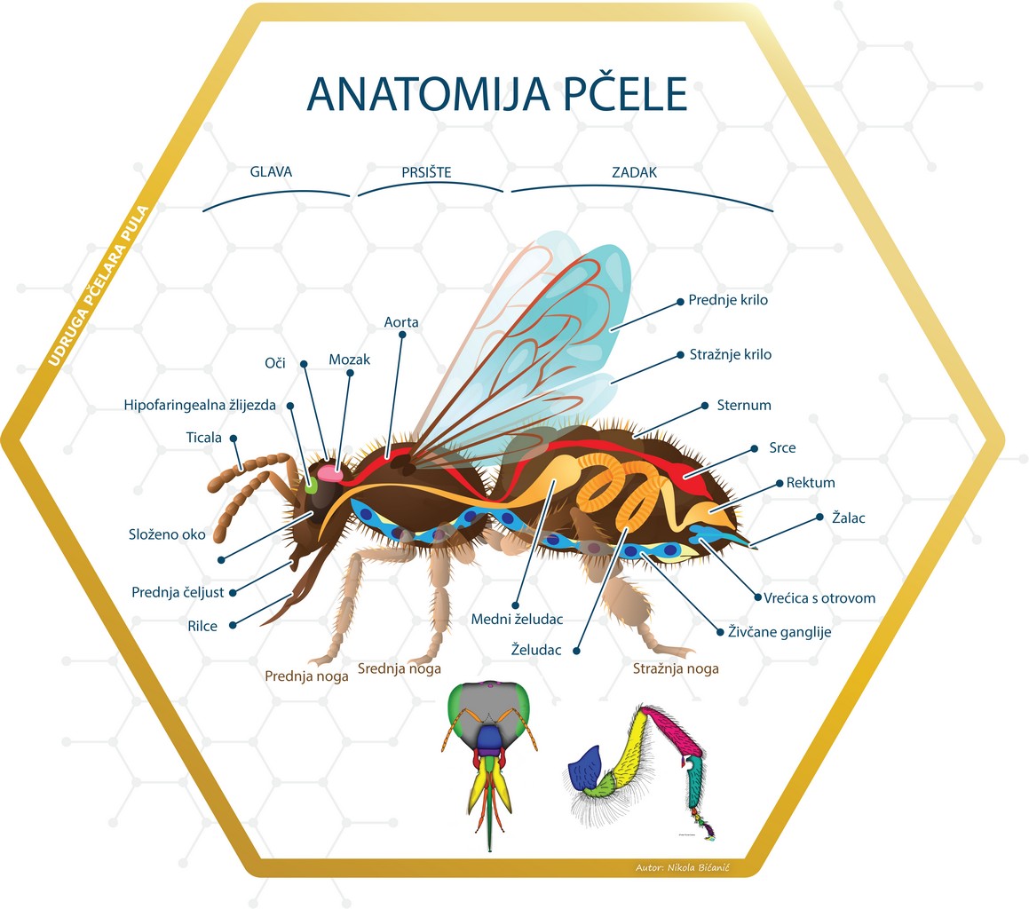 Klikni za veću sliku